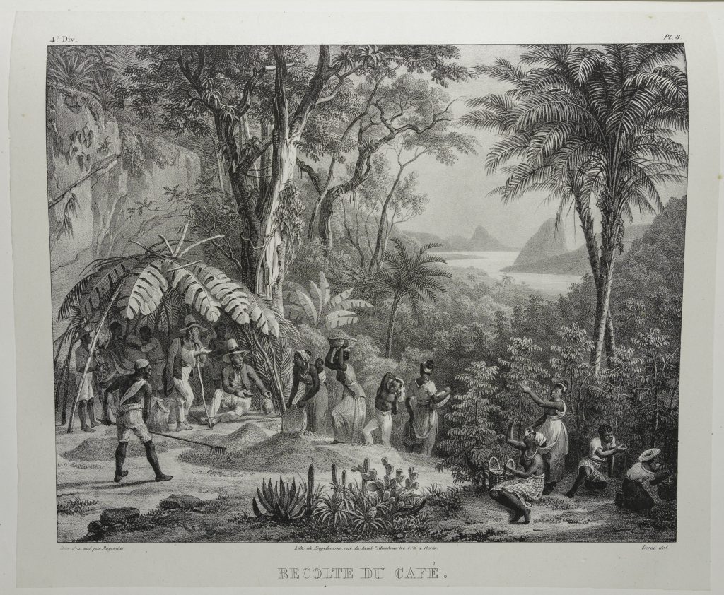 Black-and-white engraving of a group of Black men and women harvesting a plant. On the right-hand side of the picture four people pick something from tall plants. In the middle third of the picutre people carry baskets of this foodstuff up a hill and dump them into a pile, which another man rakes out. In the left-hand third of the picture two white men sit under a tent of palm fronds and oversee the work. In the background is a body of water and some distant mountains.