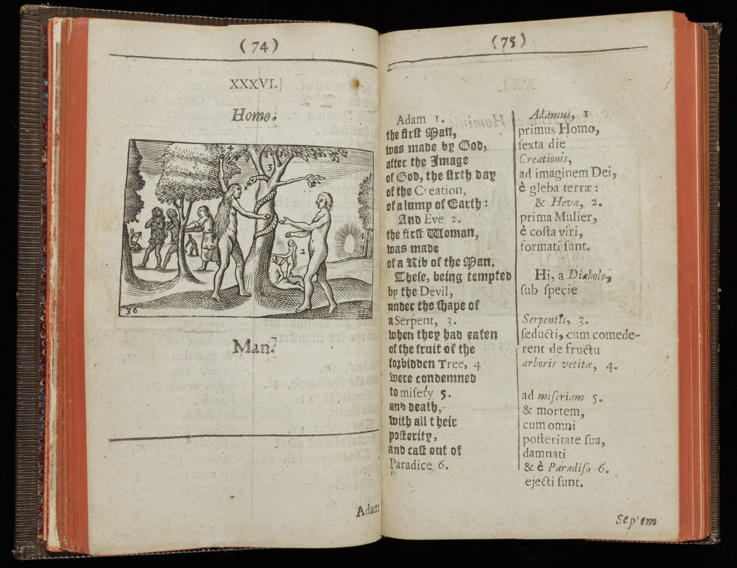 Two-page spread of an early printed book. Text is in English and Latin in black in an 17th-century font (some "s"s written as "f"s). On the right-hand page is a woodcut print image of Adam and Eve in various parts of their story. On the right God creates Adam (numbered 1), then Eve (2). In the center, the serpant climbs the tree (3) and Eve takes the apple (4). On the left, God codemns Adam and Eve (5) and casts them out of the Garden (6). Above the image is "Homo," below it "Man." The left page has text in Latin and English. In English it reads, "Adam 1./the firft Man,/was made by God,/after the Image/of God, the firft day/of the Creation/of a lump of Earth:/And Eve 2./the firft Woman,/was made/of a Rib of the Man./Thefe, being tempted/by the Devil,/under the fhape of/a Serpent, 3./when they had eaten/of the fruit of the/forbidden Tree, 4./were condemned/to mifery 5./and death,/with all their/pofterity,/and caft out of/Paradice 6."