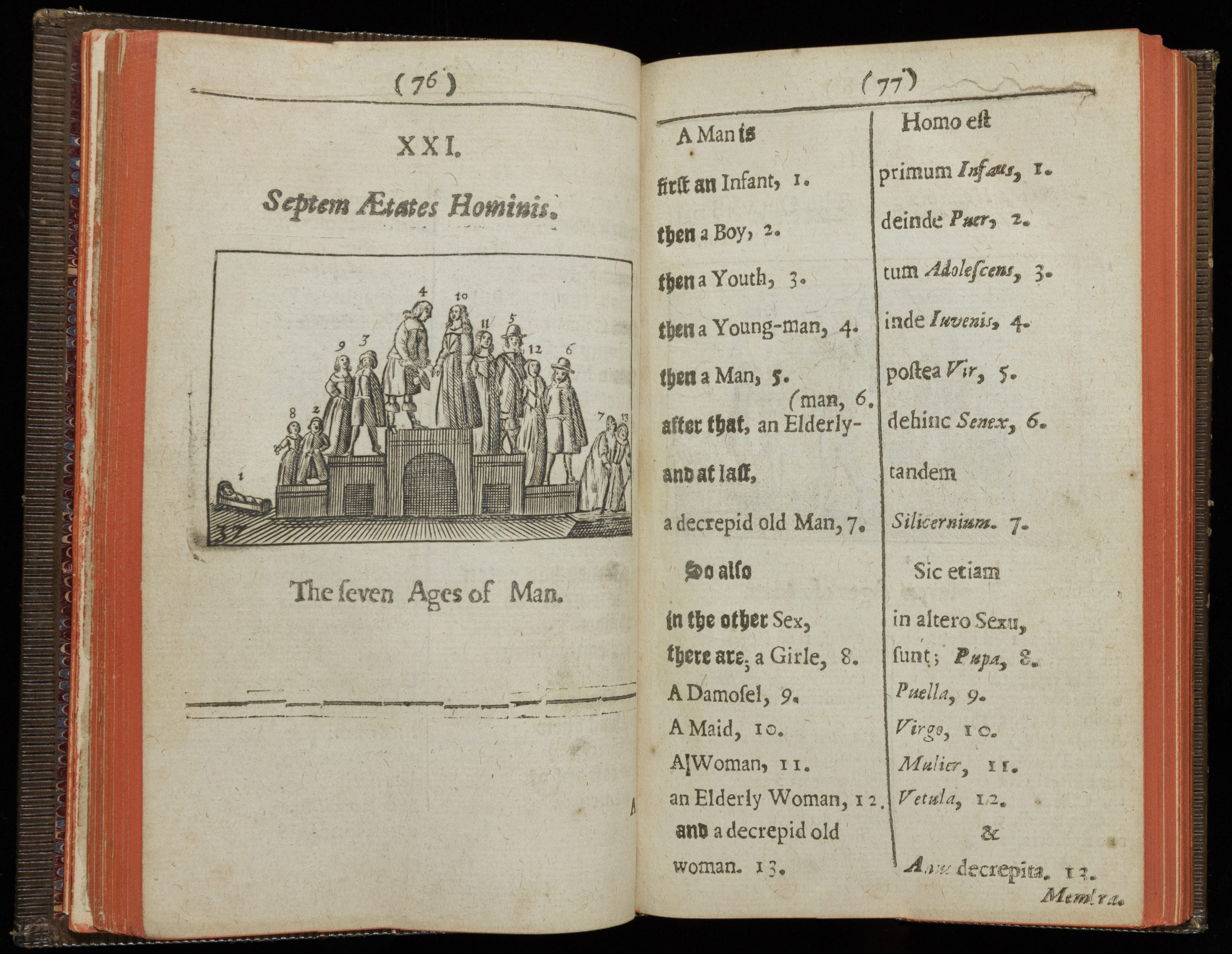 Two-page spread of an early printed book. Text is in English and Latin in black in an 17th-century font (some "s"s written as "f"s). On the left-hand side is a woodcut print illustration of a steped podium, with the tallest piece in the middle and two shorter ones on either side. On the far left next to the podium is an infant in a cradle (numbered 1 above its head). On the lowest, left-hand step are a boy (numbered 2) and a girl (numbered 8). On the next step are a teenage boy (numbered 3) and a teenage girl (numbered 9). On the highest step are a full-grown but young man (numbered 4) and woman (numbered 10). On the middle, right-hand step are a man (numbered 5) and woman (numbered 11) in early middle age. On the next step are a man (numbered 6) and woman (numbered 12) in later middle age. On the ground on the right-hand side are an old man (numbered 7) and woman (numbered 13). All wear 17th-century-style clothes. On the right-hand page is text in English and in Latin. In English it reads, "A Man is/firft an Infant, 1./then a Boy, 2./ then a Youth, 3./ then a Young-man, 4./then a Man, 5./after that, an Elderly-man, 6./and at laft/a decrepid old Man, 7./ So alfo/in the other Sex,/ there are a Girle, 8./A Damofel, 9./A Maid, 10./A Woman,11./an Elderly Woman, 12./and a decrepid old woman. 13."