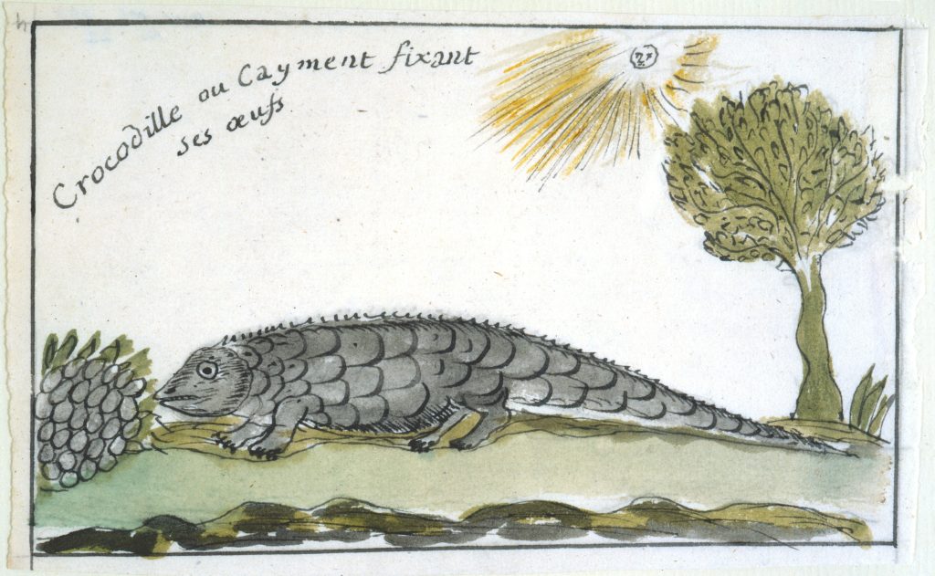 Akwarela przedstawiająca krokodyla (który bardziej przypomina jaszczurkę) idącego po ziemi w kierunku kępy jaj (które wyglądają jak kiść winogron)