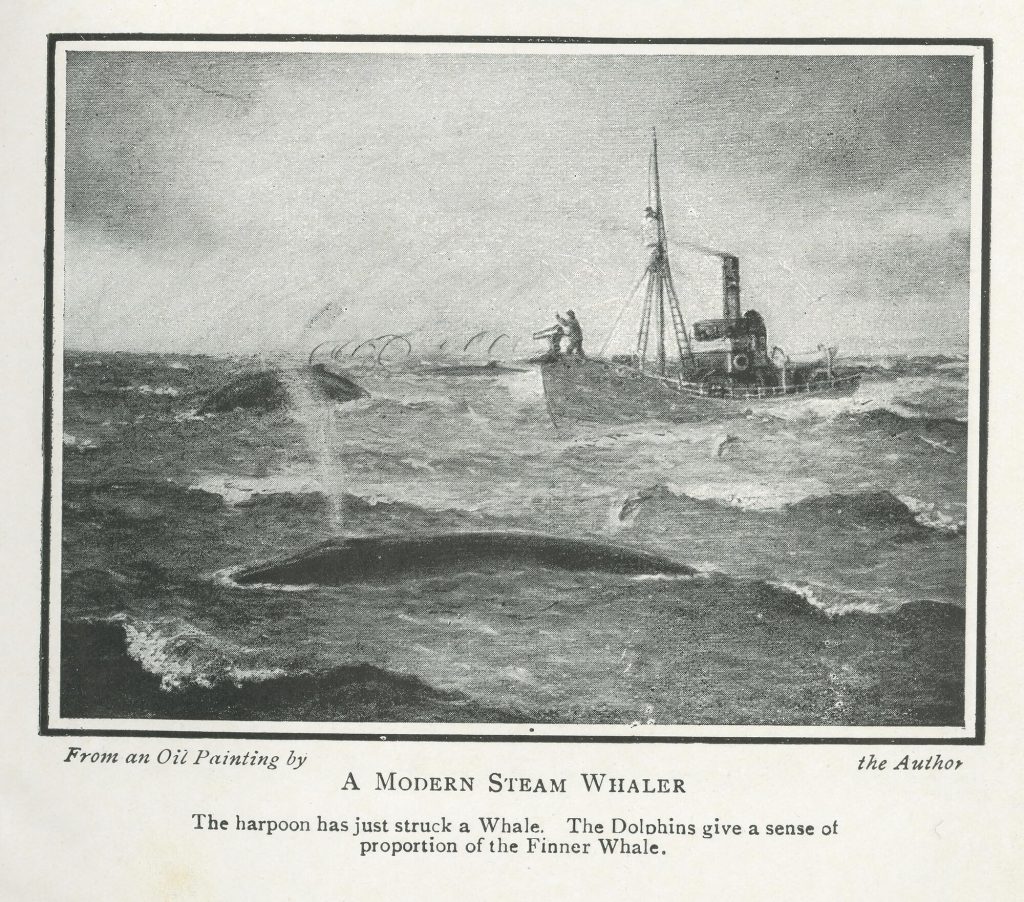 Black-and-white image of an oil painting showing a steam-powered whaler just after its crew has harpooned a whale. The artist has added dolphins to give a sense of the size of the whales.