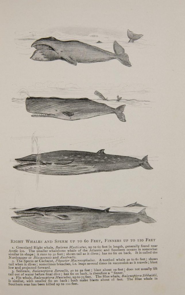 Black-and-white drawings of four kids of right and sperm whales with descriptive captions at the bottom.