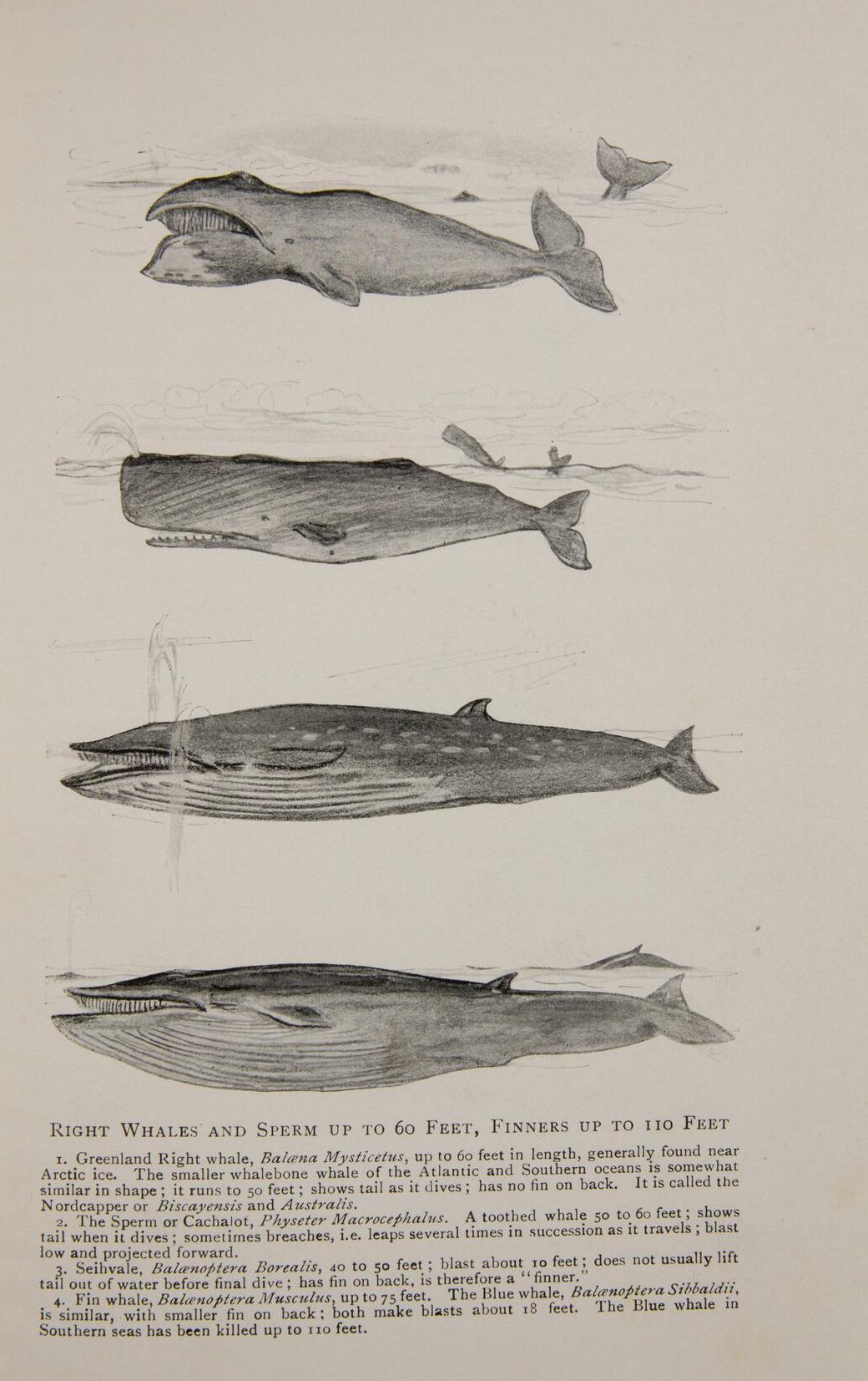 Black-and-white drawings of four kids of right and sperm whales with descriptive captions at the bottom.