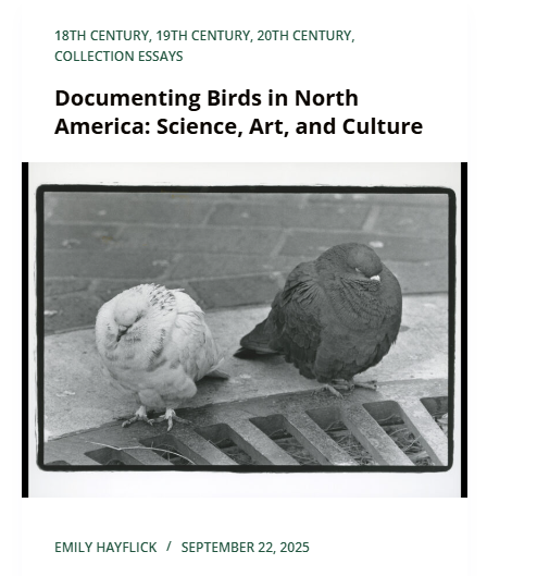 Thumbnail for the essay "Documenting Birds in North America"